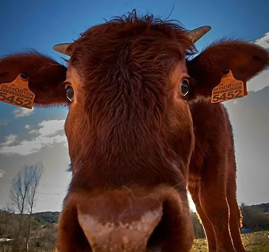 La Masia De Navas Navas Del Pinar